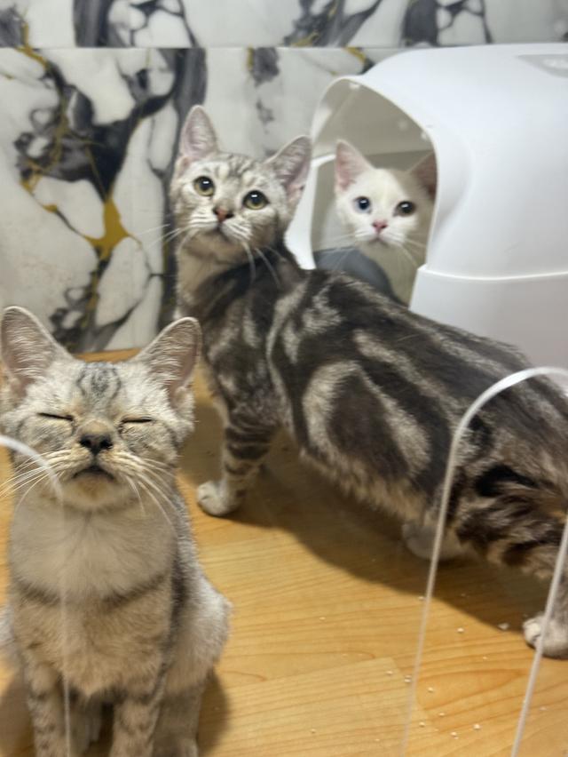 แมวพันธุ์อเมริกันช็อตแฮร์ 4