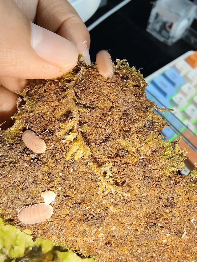 isopod ไอโซพอด murina papaya