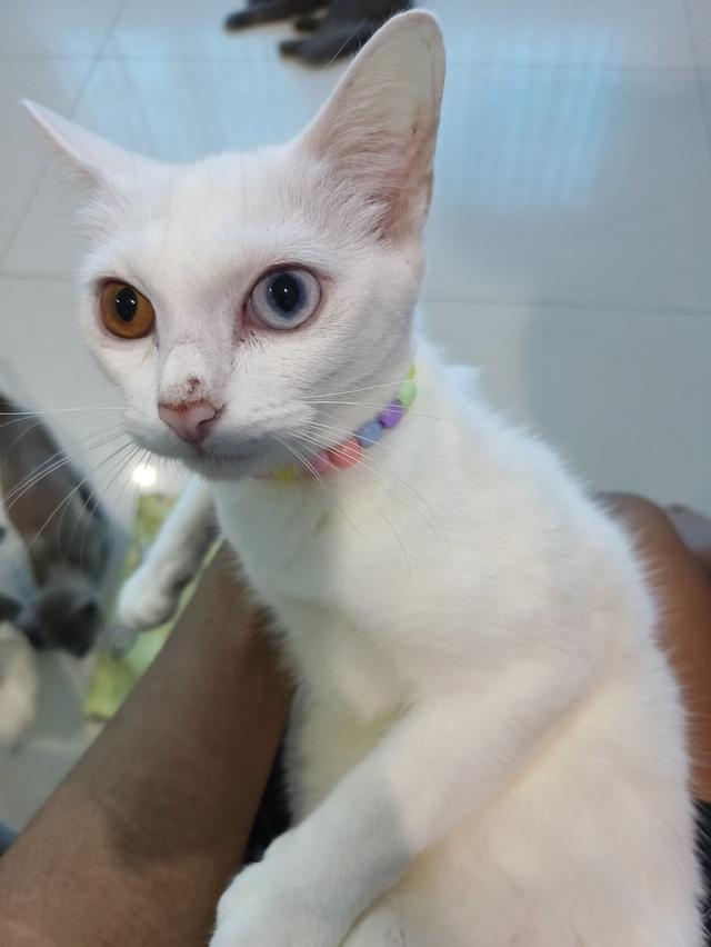 น้องแมวขาวมณีตาสี2แมวหาอยาก