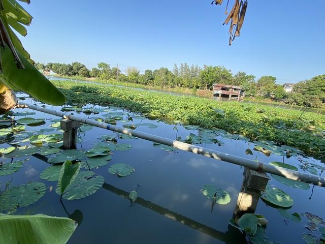 ขายที่ดิน 400 ตร.ว.ย่านนครปฐมศาลายาพุทมณฑลติดถนน4เลนด้านหลังติดคลองนราภิรมย์ เหมาะสร้างบ้านโฮมออฟฟิศ โชว์รูม 8