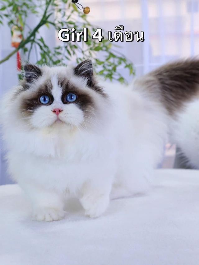 แมว แร็กดอล เด็กผู้หญิง  3สาวน้อย รูปที่ 2