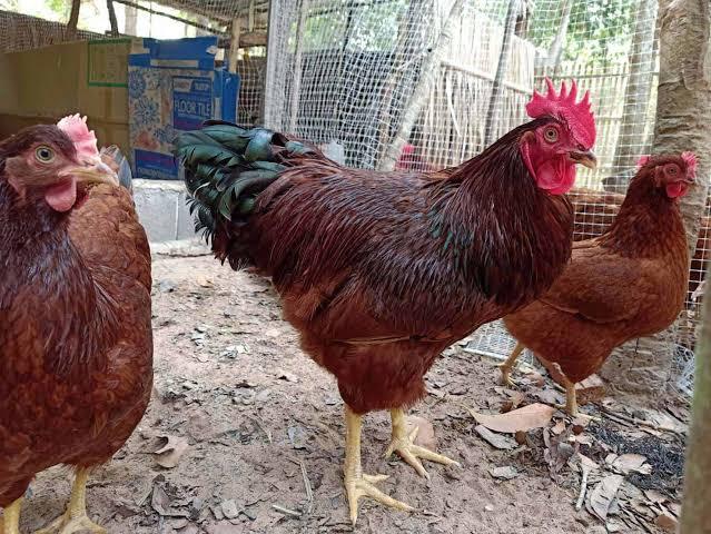 ไก่ไข่พันธุ์ “โร๊ดไอส์แลนด์แดง” หรือ “ไก่โร๊ด” 2