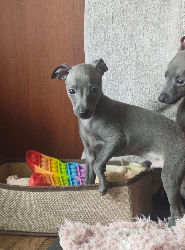 ปล่อยสุนัข Italian Greyhound 