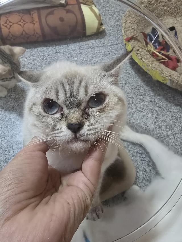 Siamese British Cat "แมววิเชียรมาศบริติชช็อตแฮร์"