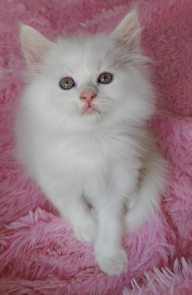 แมวเปอร์เซียแท้ตาสวย สองสี รูปที่ 2