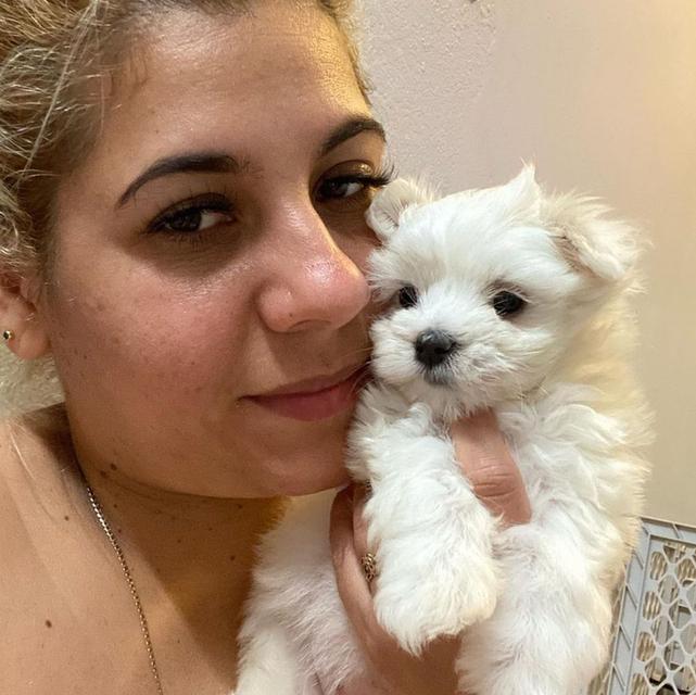 Teacup Maltese Puppies | WhatsApp me : +66 63 826 3042 รูปย่อยที่ 3