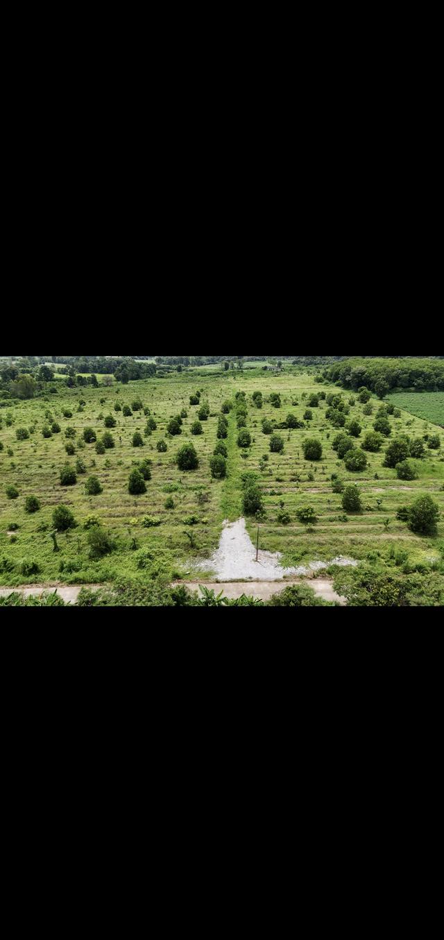 ขายที่ดินแปลงใหญ่อุดร100ไร่ 3