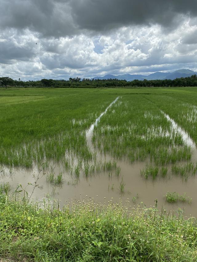 ขายที่ดินชะอำ 4 ไร่ ราคาไร่ละ 2,000,000 ล้านบาท ใกล้ถนนเพชรเกษม 100ม. ห่างจากทะเลชะอำ 10 กม 5