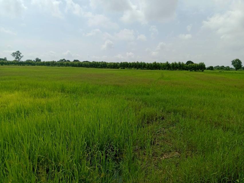 ขายที่นา ไม่ไกลจากตัวเมืองขอนแก่น 6