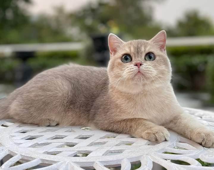 British Shorthair Female 1