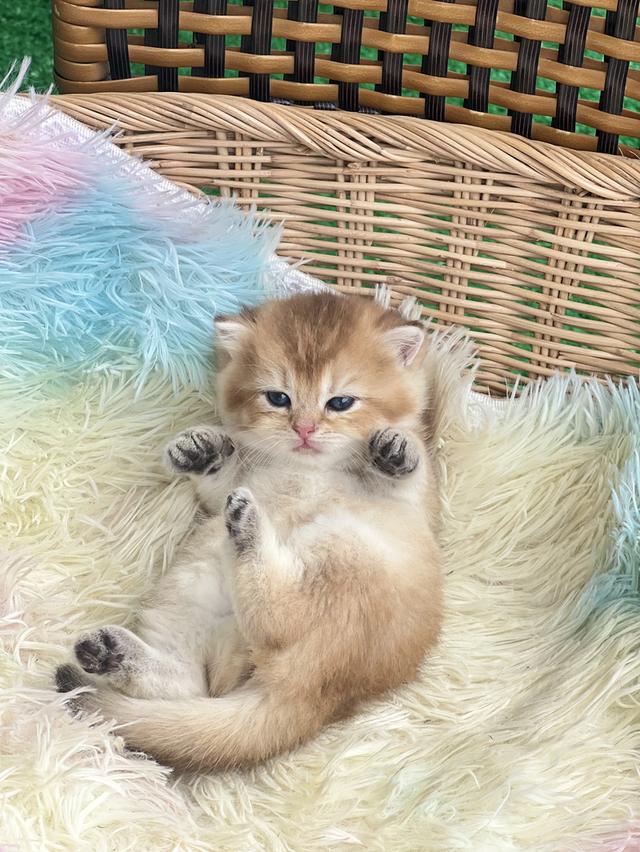 ดญ.พาสต้า(บริติช) 2