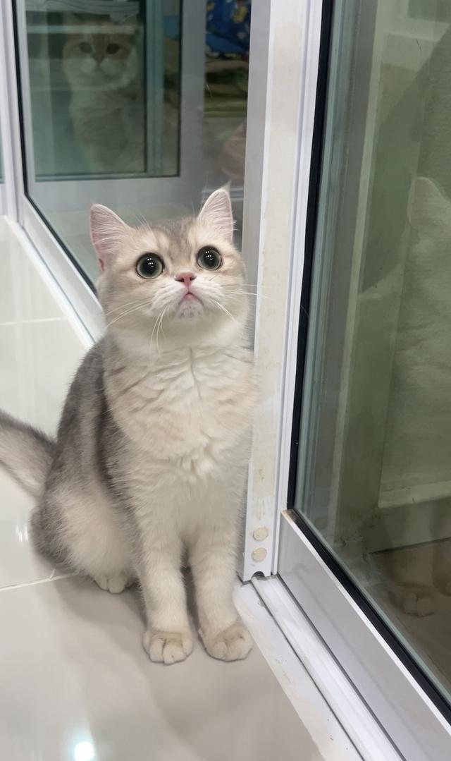 ดญ.บริติช(AY)พร้อมย้าย รูปย่อยที่ 3