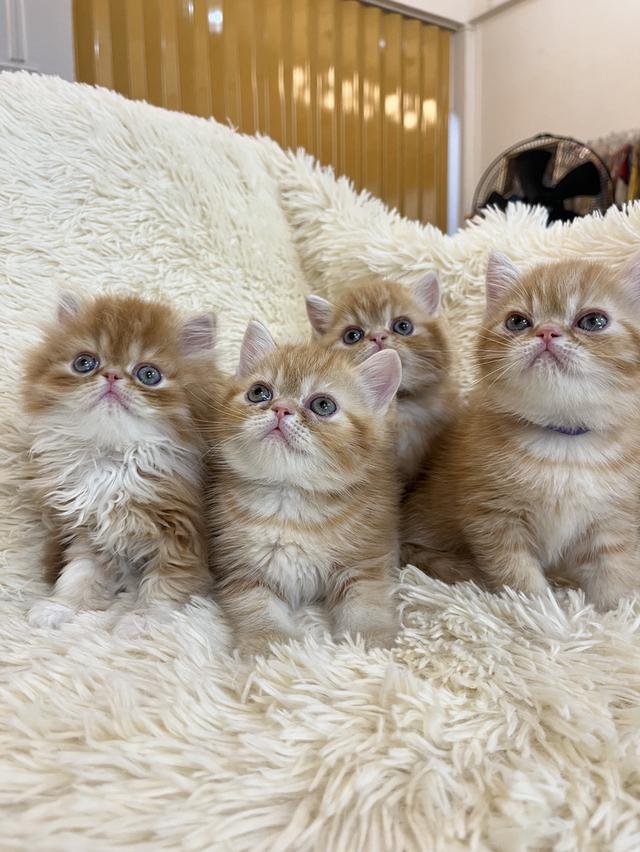 แมวสีส้ม เพศเมียสวยมากแท้ รูปที่ 7