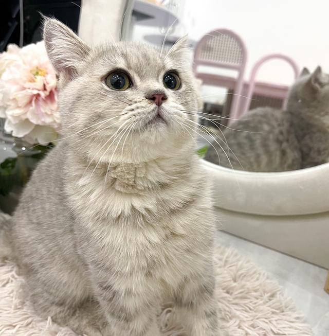 British Shorthair ใบเพ็ด WCF 3