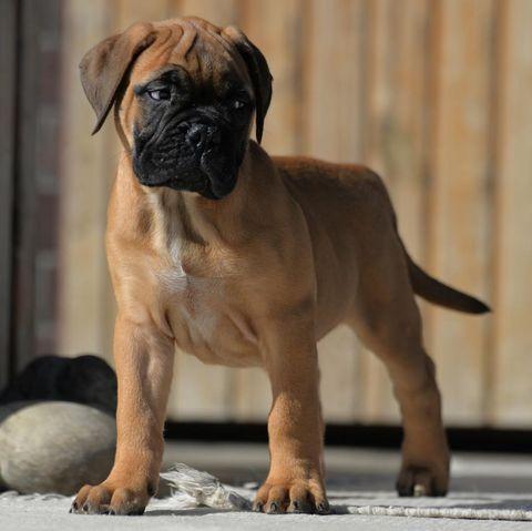BullMastiff Puppies | WhatsApp me : +66 63 826 3042 รูปที่ 3