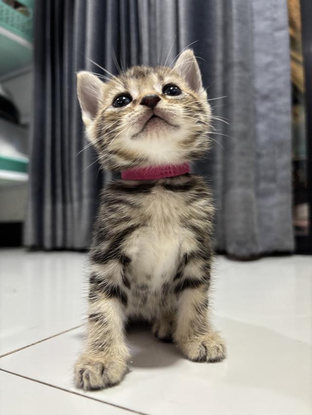 ลูกแมวพันธุ์ American Shorthair 3