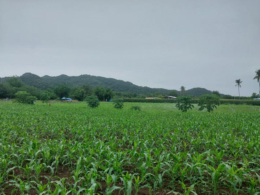 ที่ดินเปล่า 8