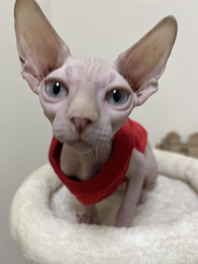 แมวสฟิงซ์ตาฟ้า spyhnx cat รูปที่ 3