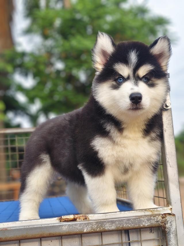 ไซบีเรียนวูลลี่โค้ช Siberian husky