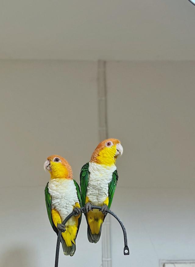 พ่อแม่ ไวท์บิลลี่ไคท์ white bellied caique