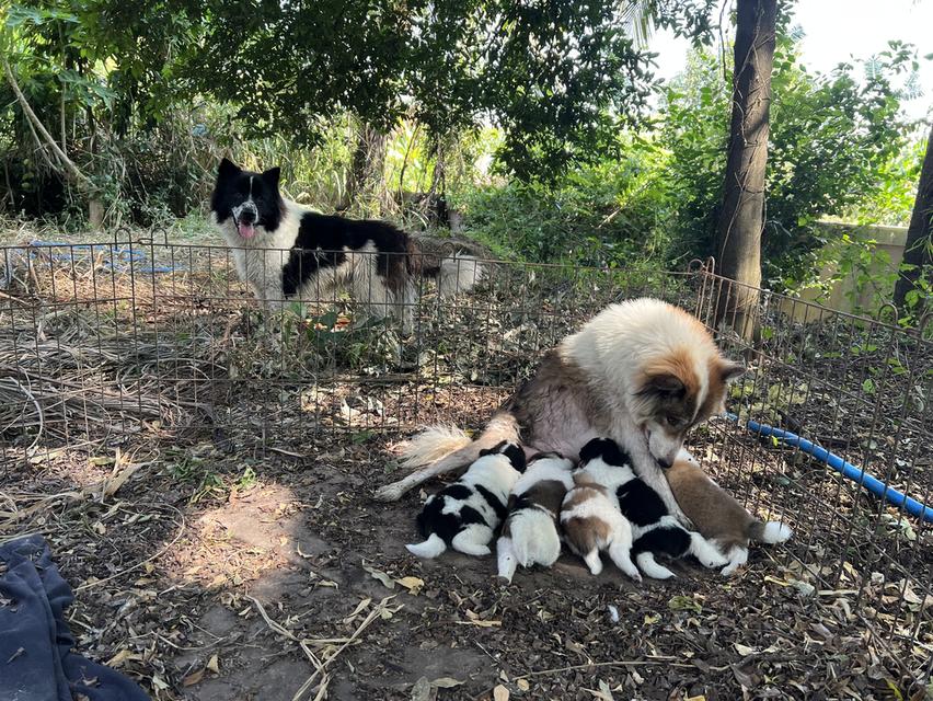 ลูกสุนัขบางแก้วแท้ อยู่จังหวัดชัยนาท