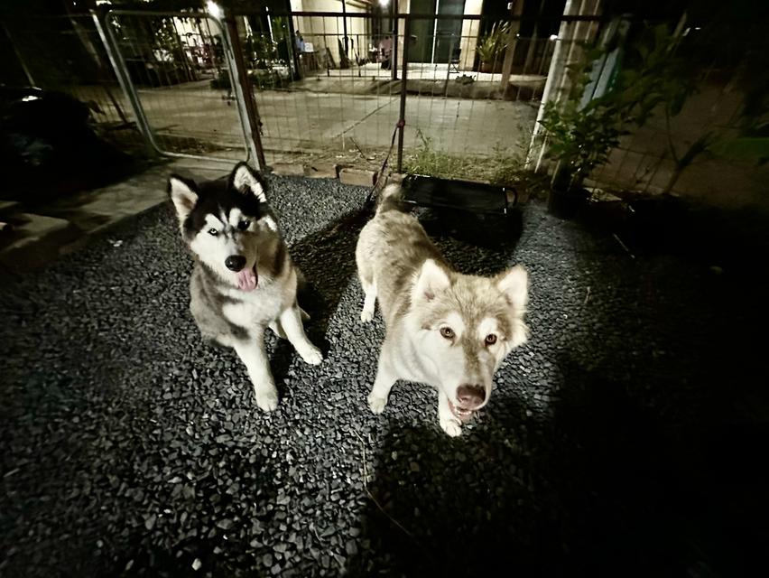 Siberian huskies looking for a home รูปที่ 5