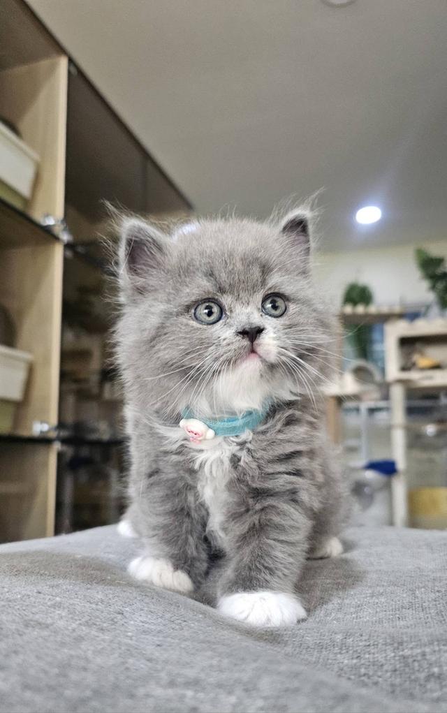 บริติช-สก็อตติช แมวคอฟ้า รูปที่ 2