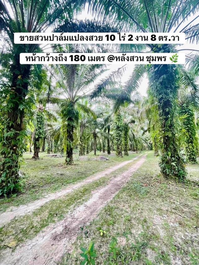 ที่ดินจังหวัดชุมพรหลังสวน 1