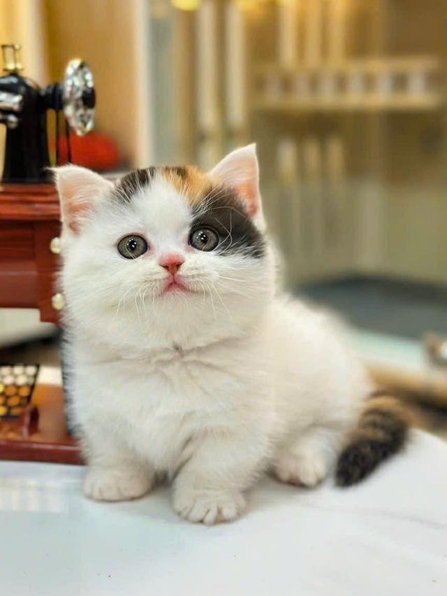 แมว มันช์กิ้นขาสั้นเด็กผู้หญิง