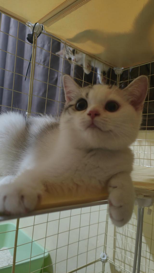 Scottish Fold (boy)
