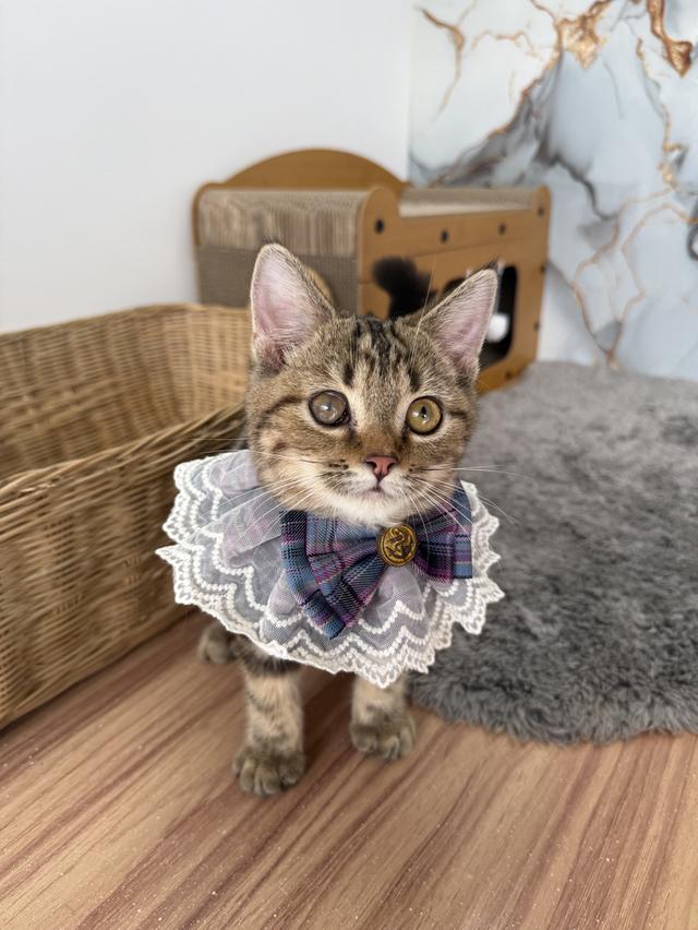 ลูกแมวพันธุ์สก๊อตติช 2