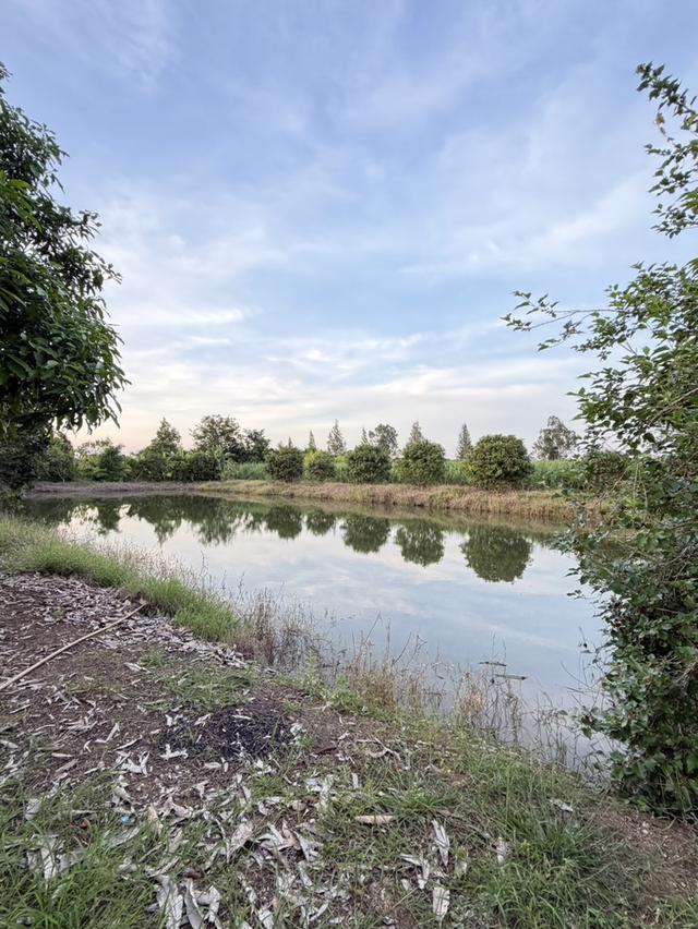 ขายที่สวนลำไย ราคาถูก-สามารถซื้อไปขายต่อหรือปล่อยเช่าได้ 7