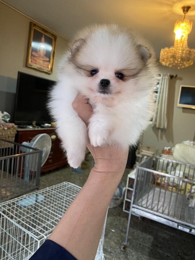 สนใจมาดูตัวจริงได้ ราคาเบาๆ 1