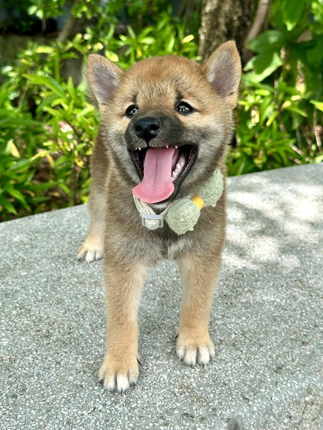 ชิบะอินุ Shiba