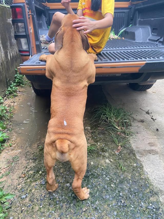 สุนัข 6