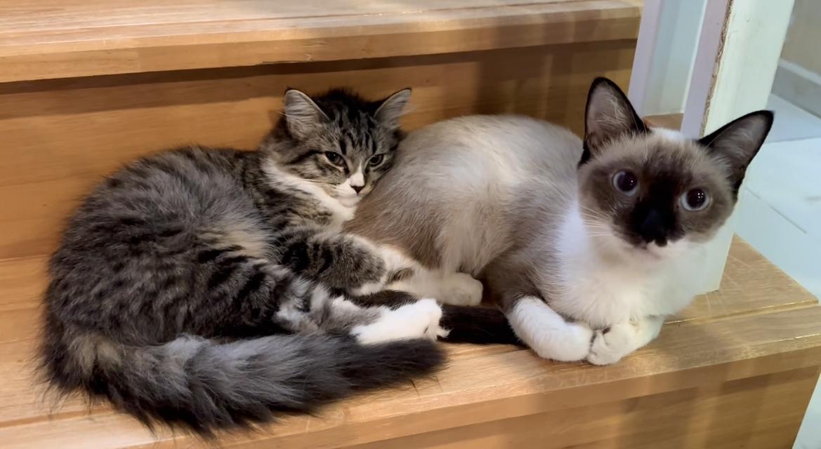 ลูกแมวหน้าสวยขนฟู (ผู้หญิง) 🐈🐈⬛💕