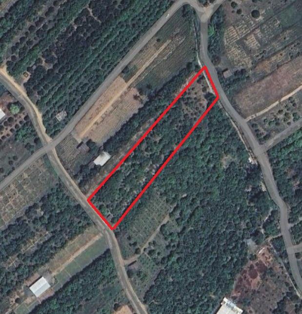 ขายที่ดิน สวนมะม่วงพร้อมให้ผลผลิต 12