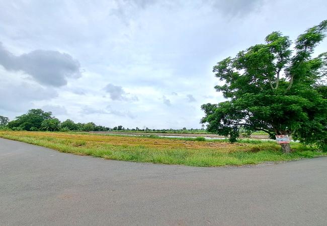 ขายที่ดิน บึงเทพยา ตำบลบางน้ำเปรี้ยว อำเภอบางน้ำเปรี้ยว ฉะเชิงเทรา 4