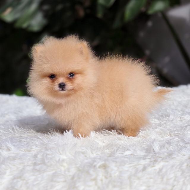 น้องไทเฮา ปอมทีคัพสีครีมเพศเมีย 5