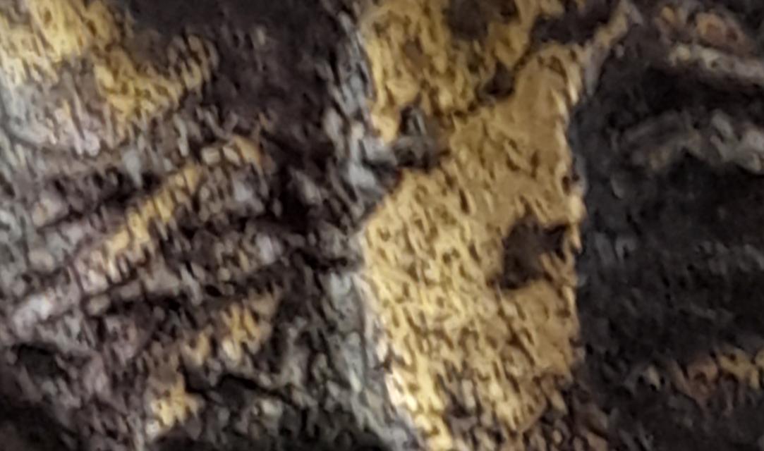 หลวงพ่อเงินพิมพ์ขี้ตา รูปที่ 14