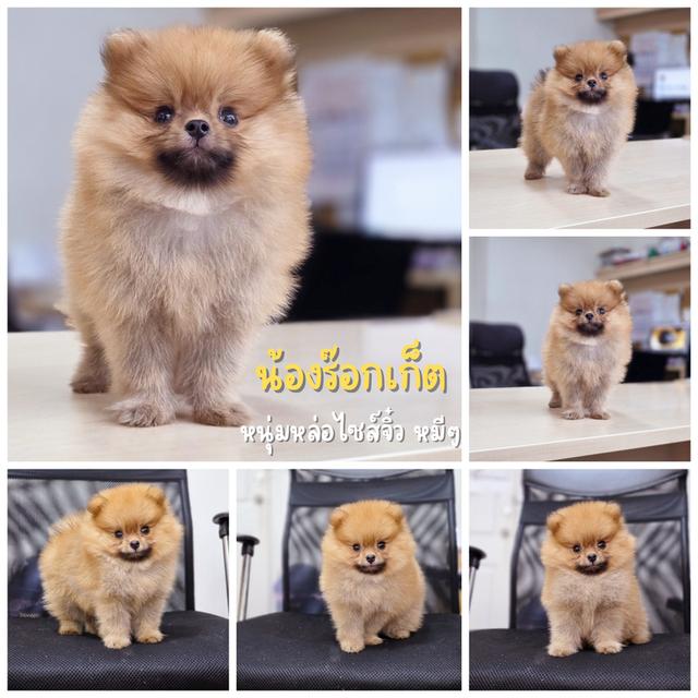 ปอมแท้หนุ่มหล่อน้องร๊อกเก็ต
