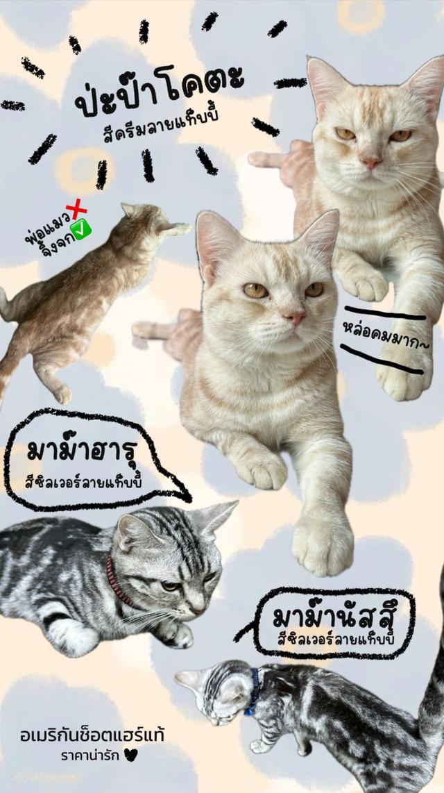 ลูกแมวอเมริกันช็อตแฮร์แท้ 5