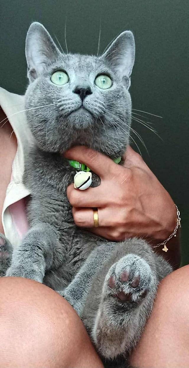 แมวรัสเซียน บลู/เพศผู้ นำเข้าจากเกาหลีใต้ มีเอกสารส่งออก+ฝังไมโครชิพ Russian Blue  Cat/Male Imported from South Korea with  export documents and 6
