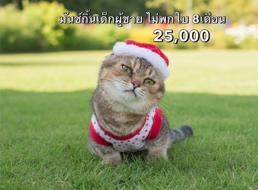 แมวมันช์กิ้น รวมเด็กๆมันช์กิ้นทั้งหมดของฟาร์ม