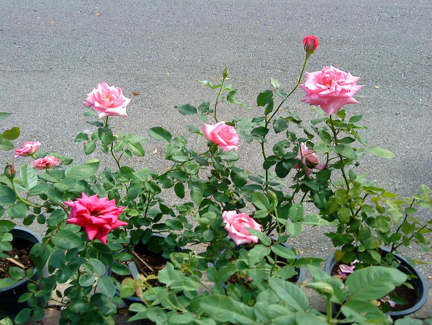 ขายบ้าน สันกำแพง เชียงใหม่ 5 ไร่พร้อมวิวสวยมาก 1