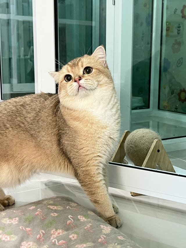 เด็กชายบริติช ขวบกว่าลดประชากร รูปที่ 2