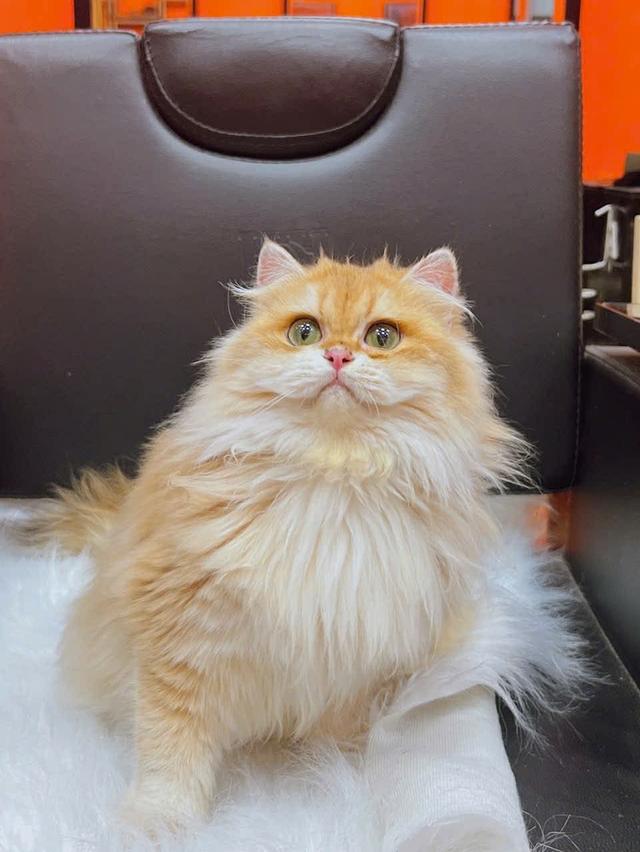 แมวบริติชสาวน้อย6เดือนny12 รูปที่ 3