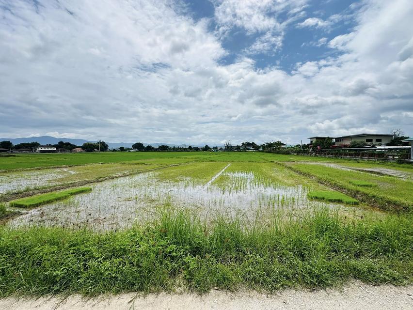 ขายที่ดิน เชียงราย ติดน้ำพุร้อนทุ่งทวี 7