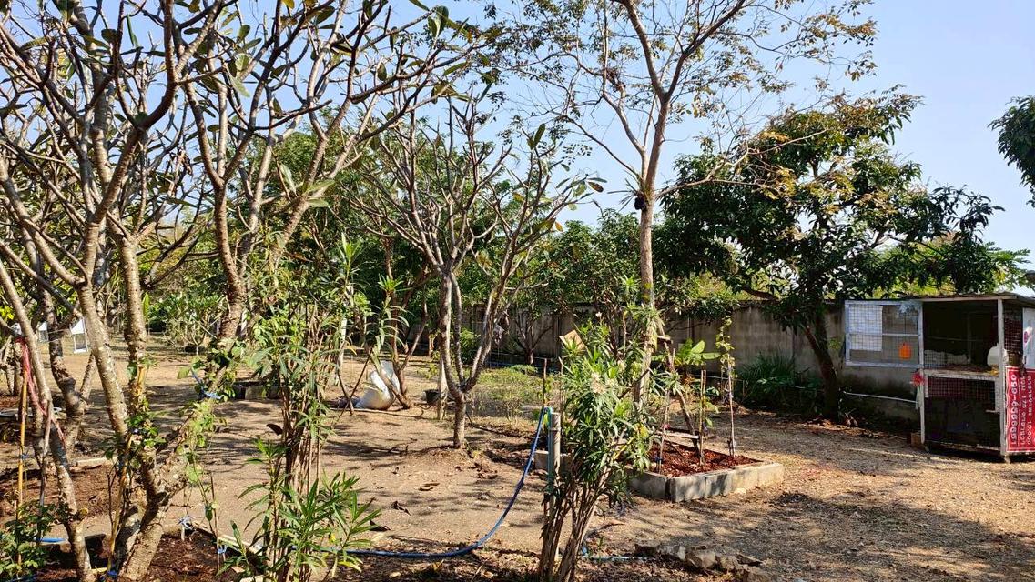 ขายที่ดินยกแปลงถมแล้ว 2-0-11 ไร่ กลางหมู่บ้านจราจรพัฒนา เขาแก่นจันทน์ ซอย 9 ใกล้ตลาดศรีเมือง พร้อมโฉนด ดอนตะโก ราชบุรี 9