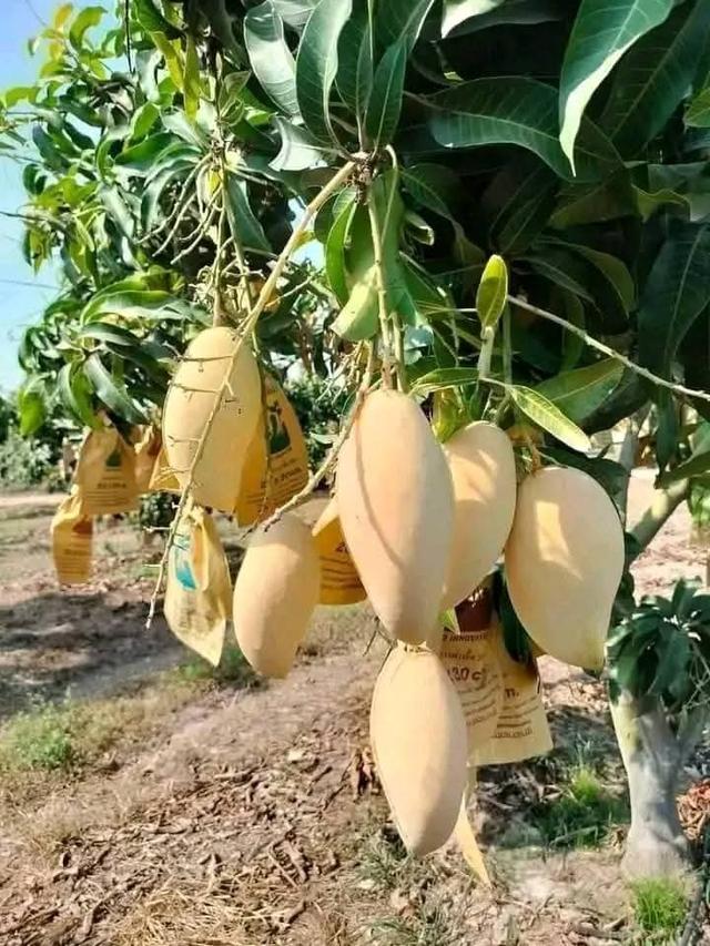 ที่ดินพร้อมสวนมะม่วงเชียงคานบ้านบุฮม 1